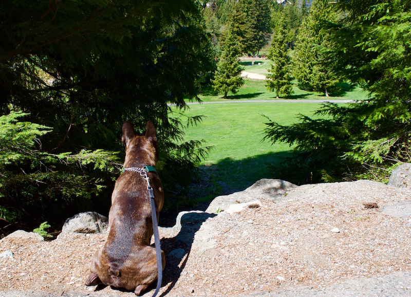 So Scenic, Even The Dogs Wanted To Stop And Have A Look