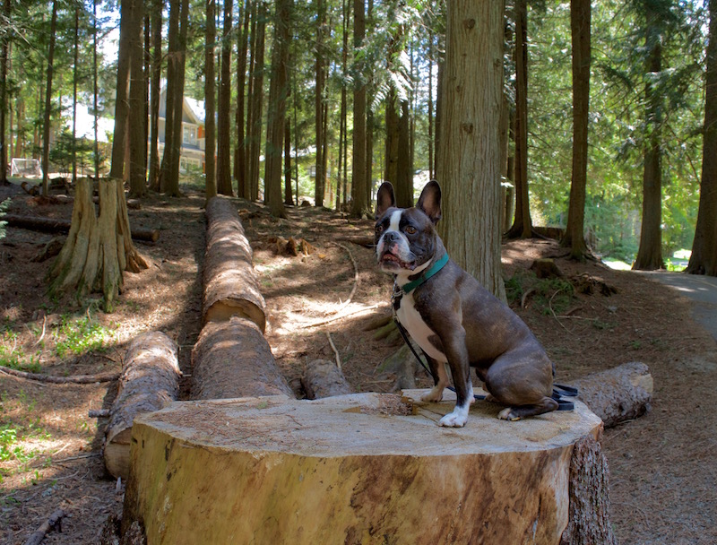 Rocco Taking A Break And Enjoying The Views