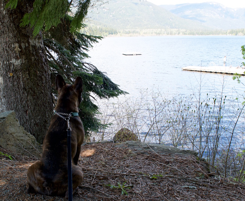 Rocco Spying On The Sun Bathers