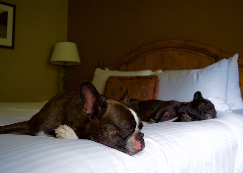 The Dogs Resting After our 12 Kilometre Walk, Of Course They Took The Bed!