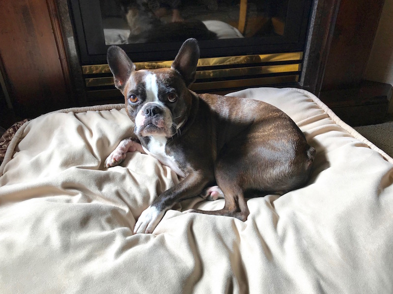 Rocco Choosing His Bed